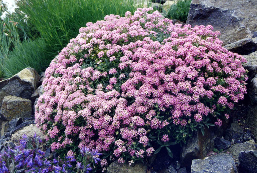 Ptilotrichum spinosum 'roseum' in bloom in a sunny garden with calcareous soil